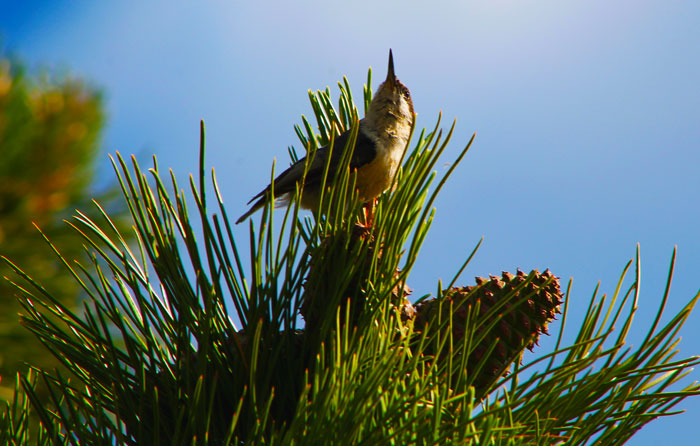 A small bird in a tree. Beaver Meadow in Rocky Mountain National Park, Estes Park, Colorado.