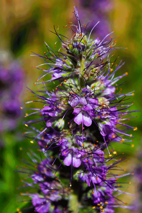 Purple Fringe Wild Flowers in Rocky Mountain National Park.