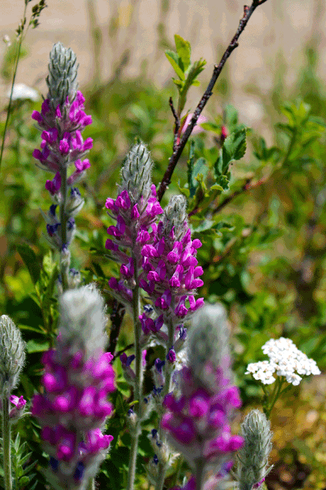 Purple wild flowers growing in Arapahoe National Wildlife Refuge, Colorado.